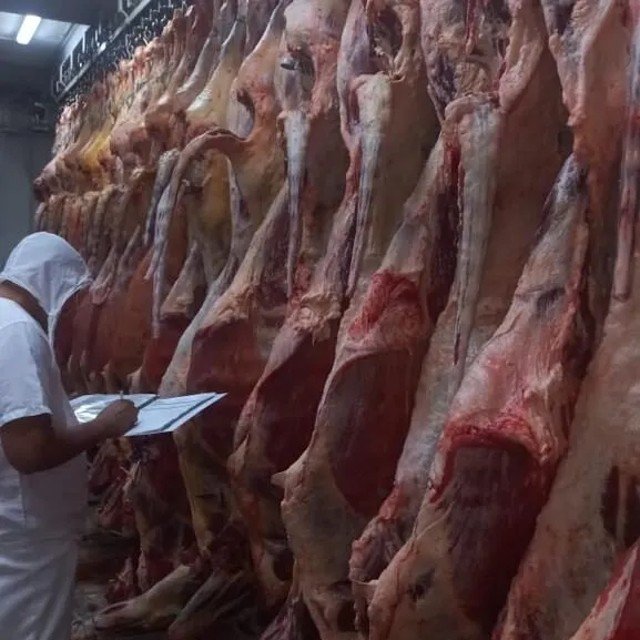 Canales de res en cuarto frío con inspección